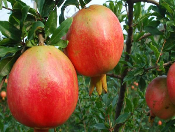 石榴的功效与作用有哪些？