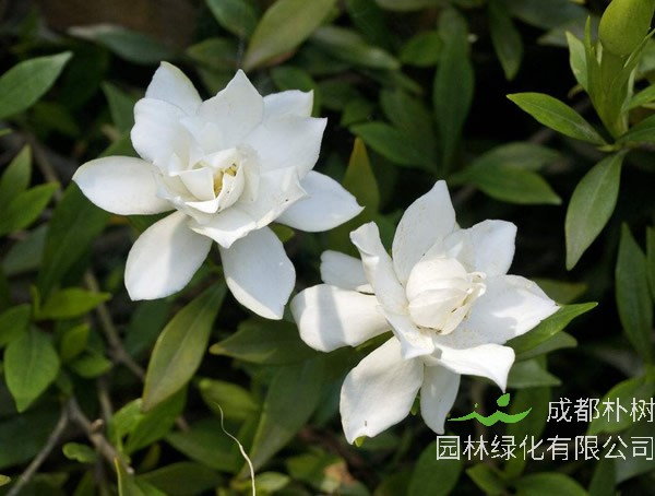 栀子花如何修剪？