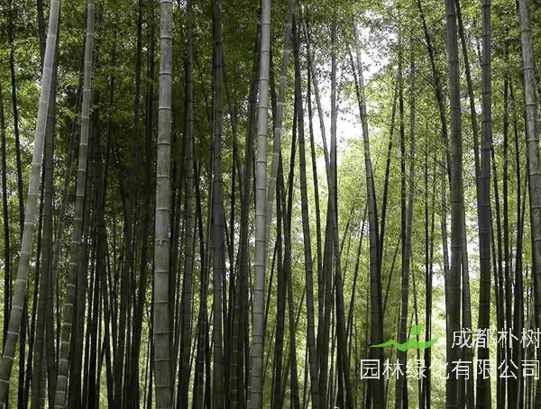 竹子为什么会开花？