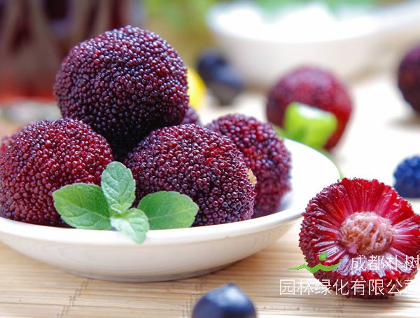 杨梅的功效和作用是什么？