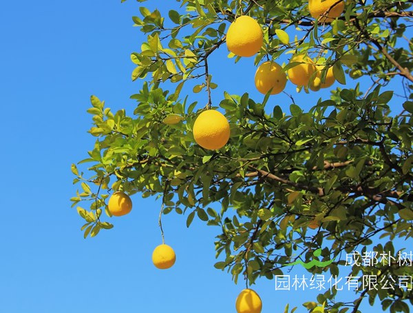 香泡树是什么风水意思？