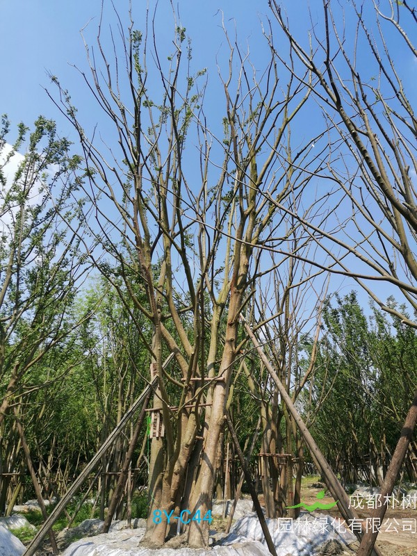 丛生朴树怕冻吗？怎么处理呢？