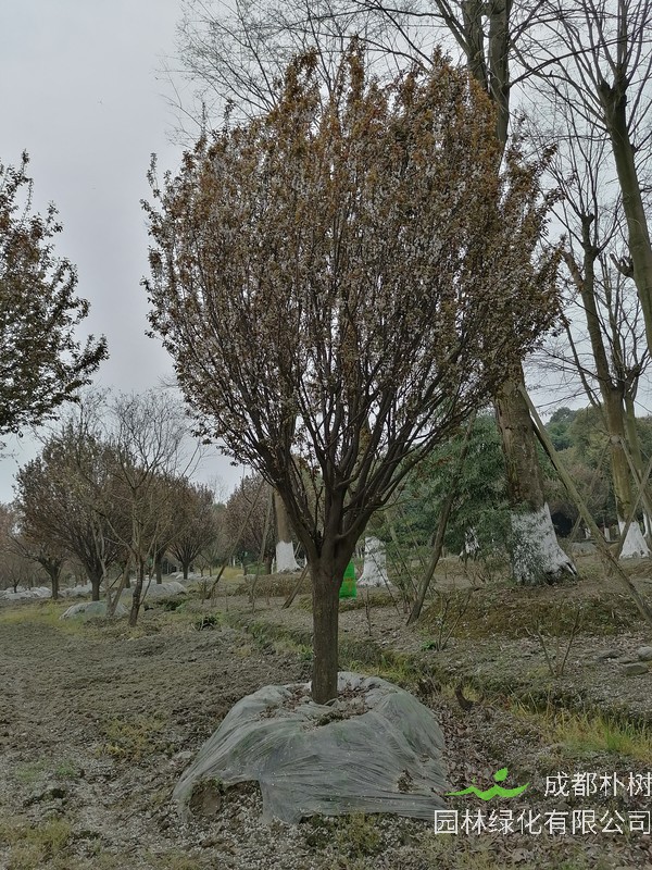 红叶李浇水过多有影响吗？