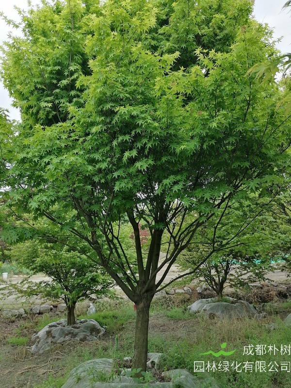 鸡爪槭在夏天是什么颜色？