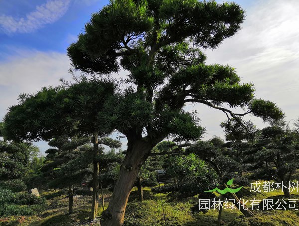 罗汉松能扦插吗？