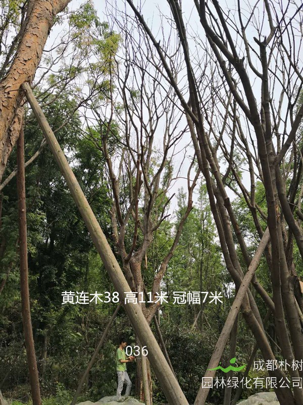 黄连木冠幅一般有多大？