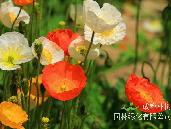 虞美人的价值有哪些？