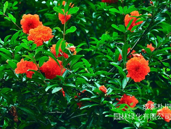 石榴树开花不结果是什么原因造成的？