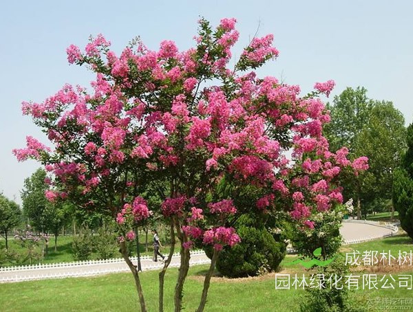 种植紫薇树的忌讳有哪些？