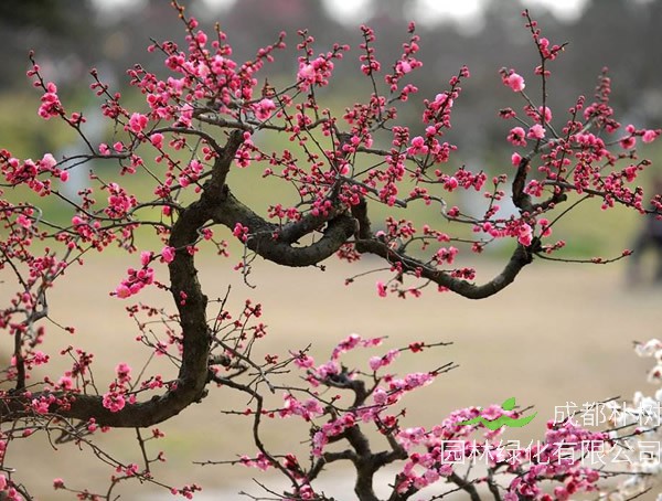 红梅一般能够长多高？