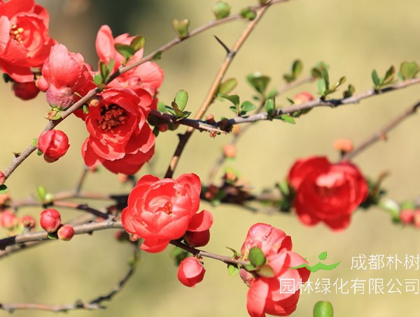 海棠能嫁接什么果树？