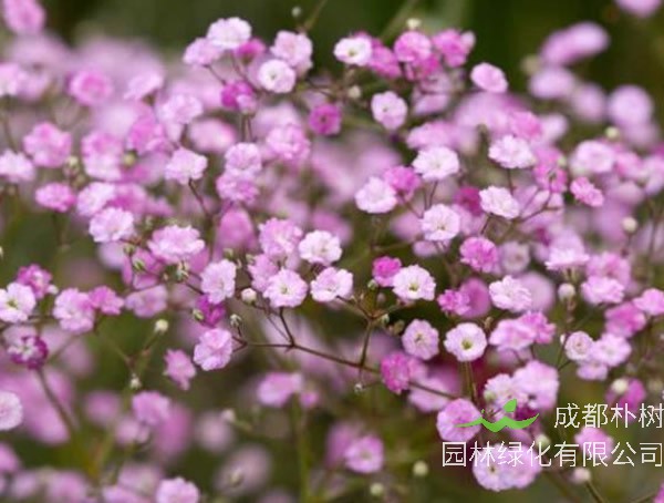 满天星的花语和寓意有哪些？