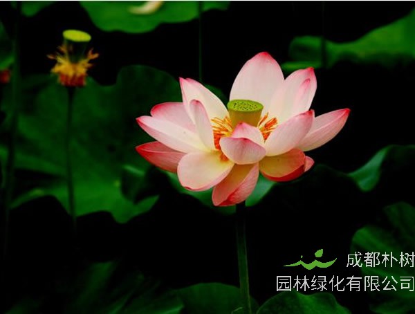 荷花开花时间是在几月？