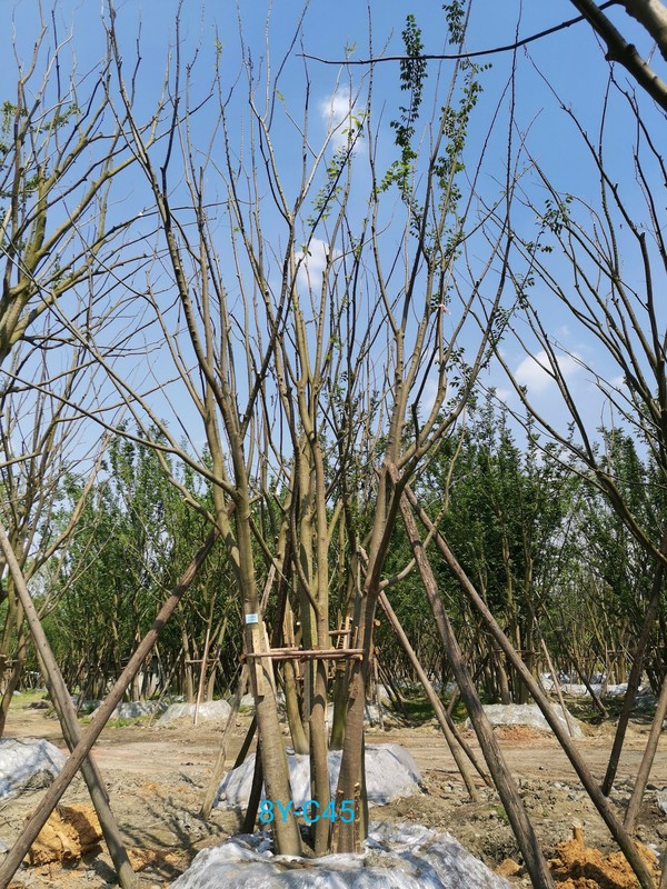 丛生朴树什么时候开始落叶？