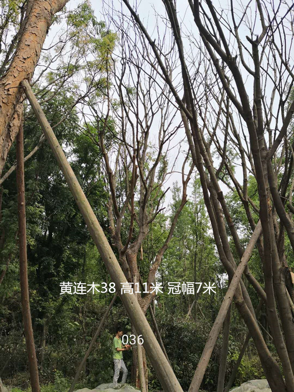 黄连木冠幅一般有多大？