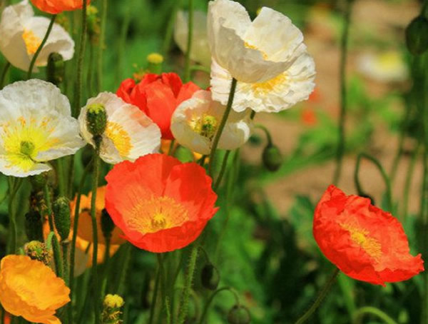 虞美人的价值有哪些？