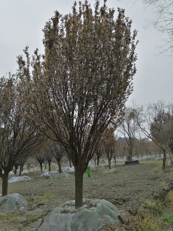 红叶李开花时候是什么颜色？