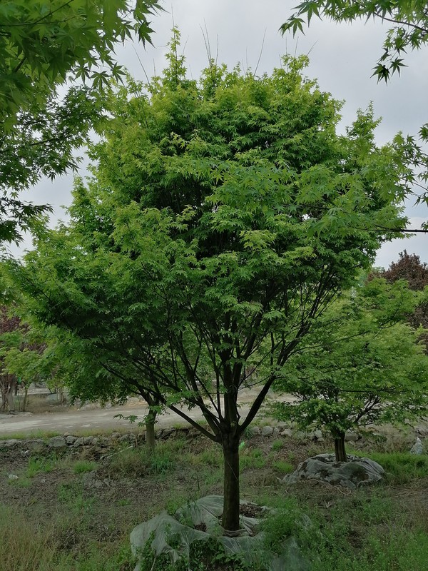 鸡爪槭在夏天落叶怎么办？