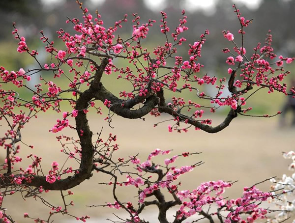 红梅一般能够长多高？