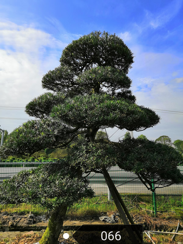 罗汉松一般能长多高？