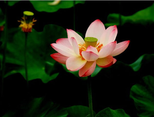 荷花开花时间是在几月？