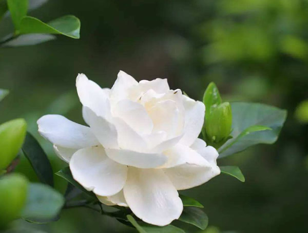 栀子花的叶子发黄是什么原因？