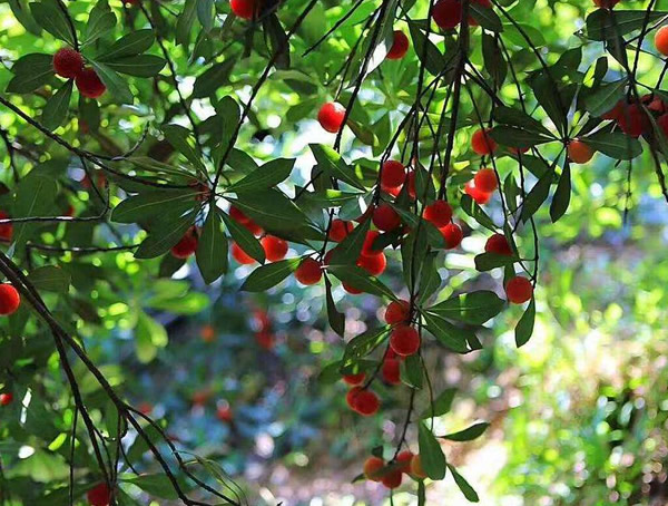 杨梅几月份成熟？