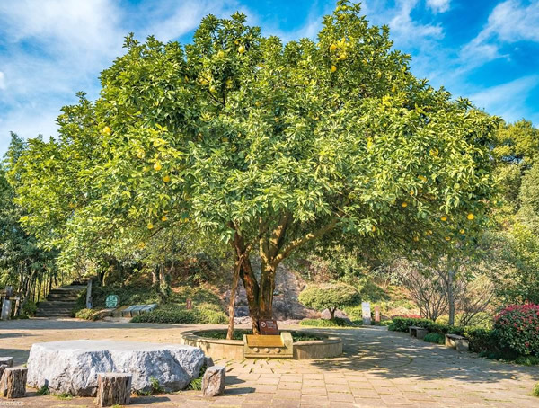 香泡树扦插几年后开始结果？