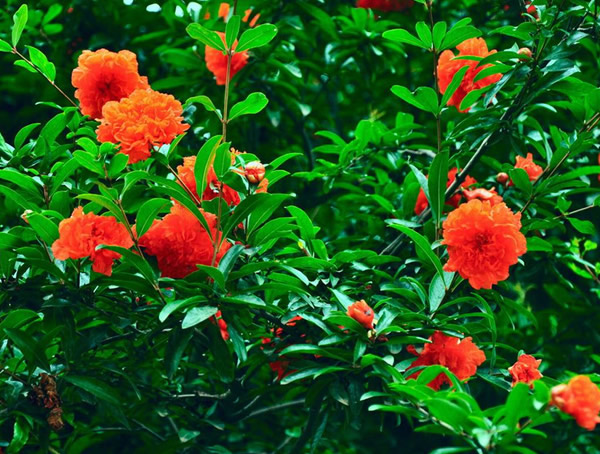 石榴树开花不结果是什么原因造成的？