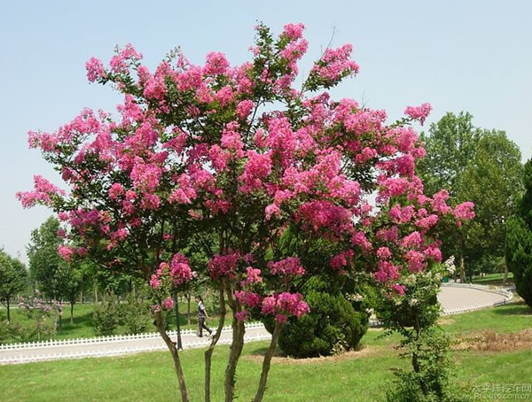 种植紫薇树的忌讳有哪些？