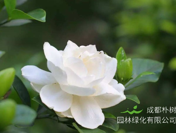 栀子花的叶子发黄是什么原因？