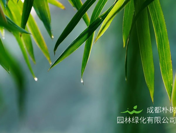 竹子为什么叶子变黄？