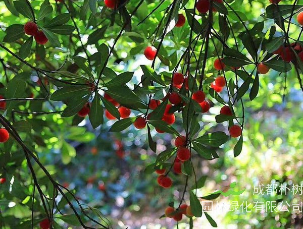 杨梅几月份成熟？