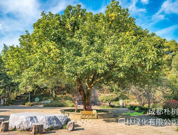 香泡树扦插几年后开始结果？