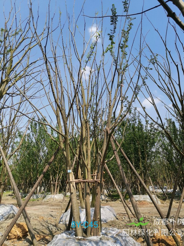 丛生朴树什么时候开始落叶？