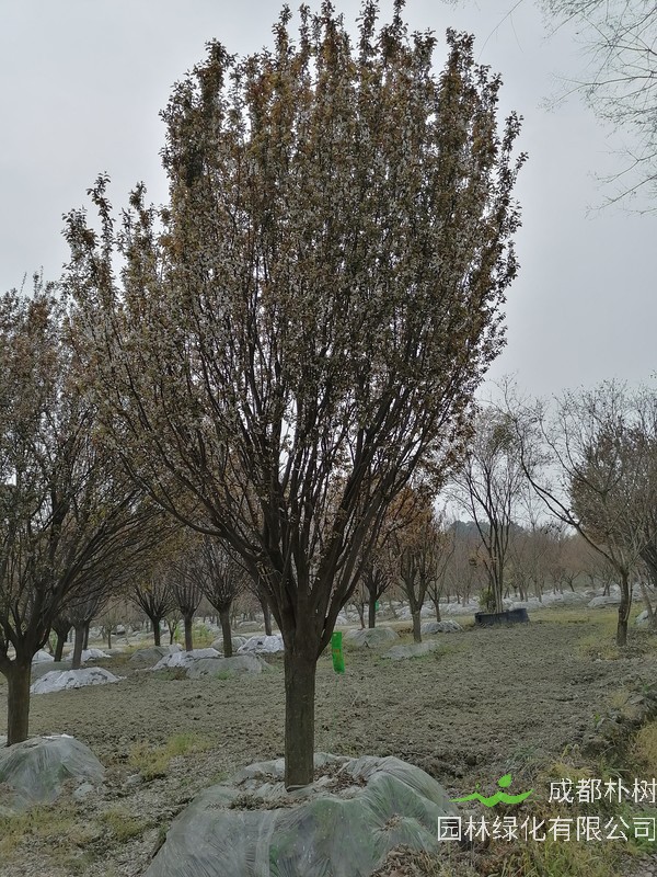 红叶李开花时候是什么颜色？