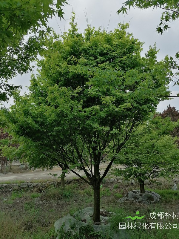 鸡爪槭在夏天落叶怎么办？