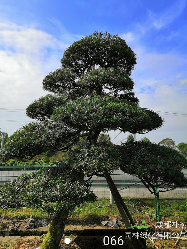 罗汉松一般能长多高？