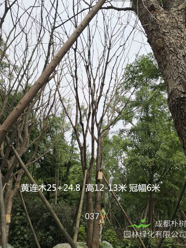 丛生黄连木的种植前景怎么样？