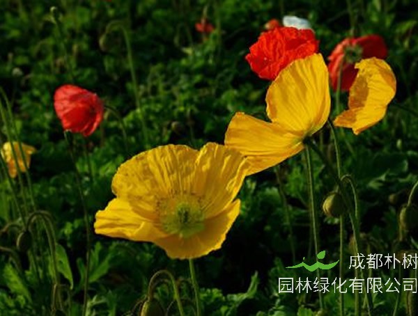 虞美人可以吃吗？