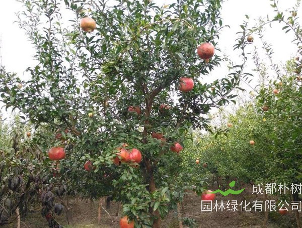 石榴树一般几年能结果？