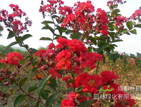 紫薇树一般能长多大？