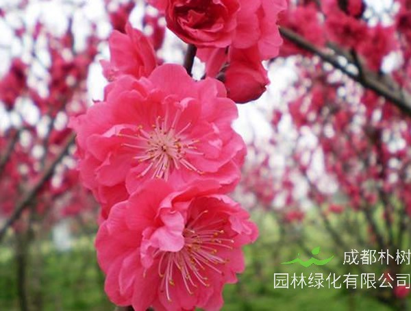 红梅一般什么时候开花？