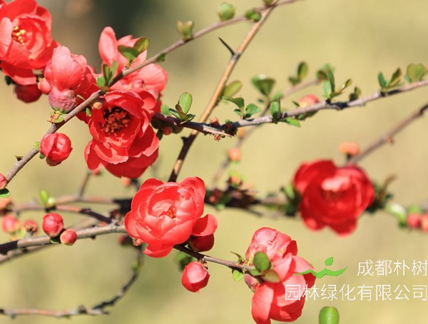 海棠一般什么时候开花？