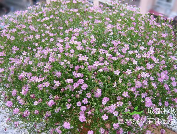 满天星一般什么时候开花？