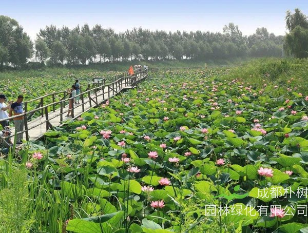 荷花一般长多高？