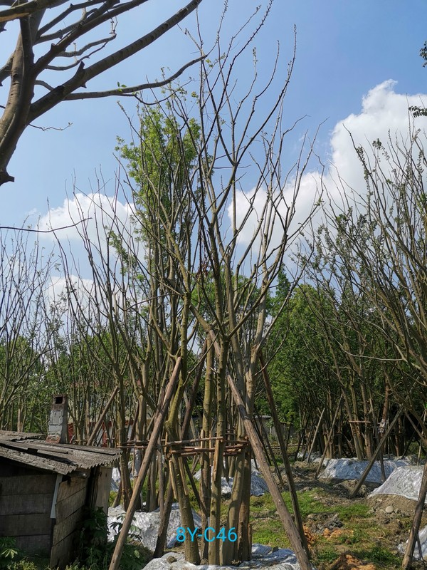 成都丛生朴树哪里最多？