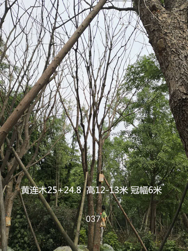 丛生黄连木的种植前景怎么样？