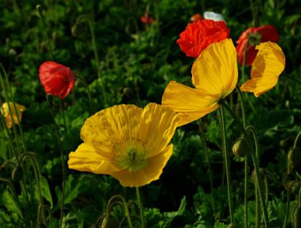 虞美人可以吃吗？