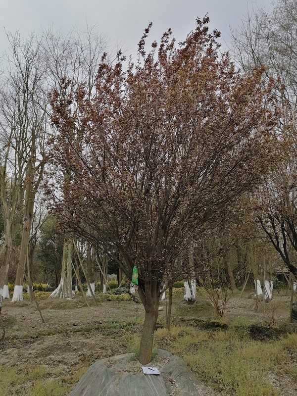 红叶李果实能吃吗，会不会上火？